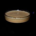 Blackout Black IPA