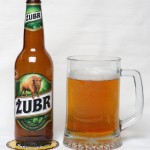 Żubr